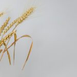 Black Sea Wheat Exports Decline Amid Escalating Maritime Conflict