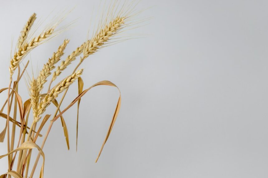 Black Sea Wheat Exports Decline Amid Escalating Maritime Conflict